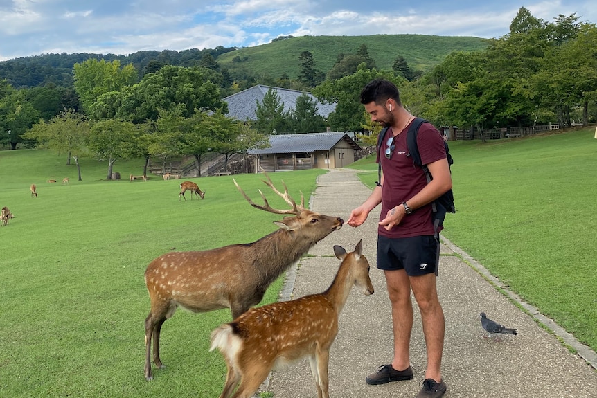 Laclan Pou feeds the deer by hand.